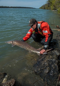 USFWS Fisheries workers releasing lake sturgeon-1