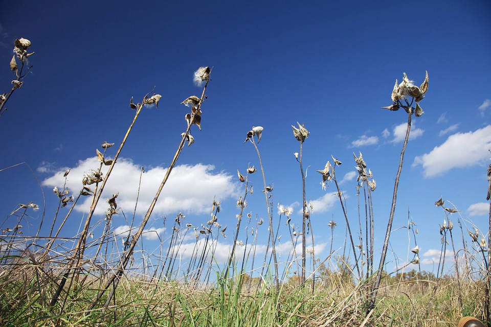 Milkweed standing against the blue sky