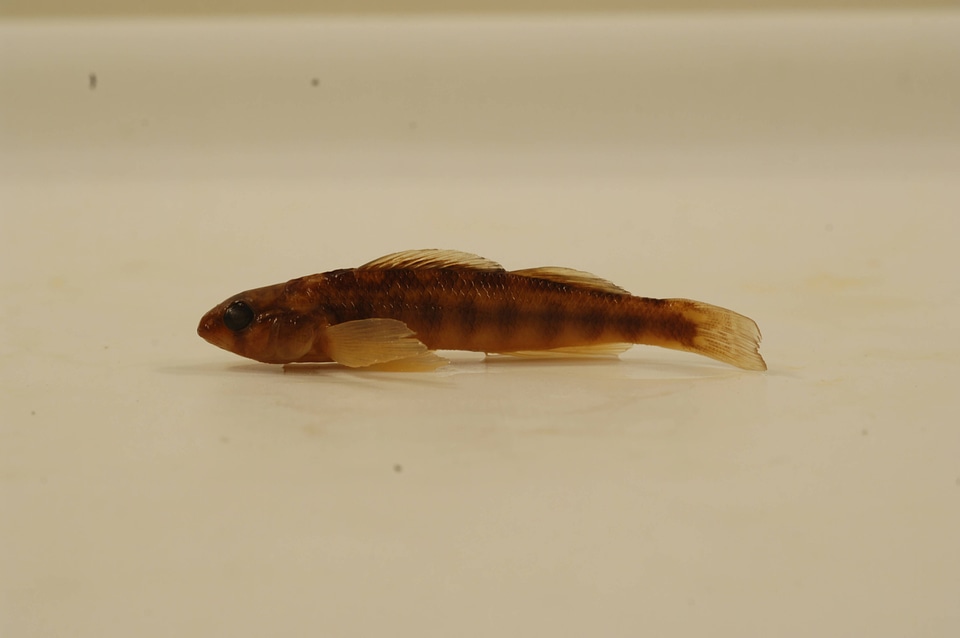 Percina roanoka-4