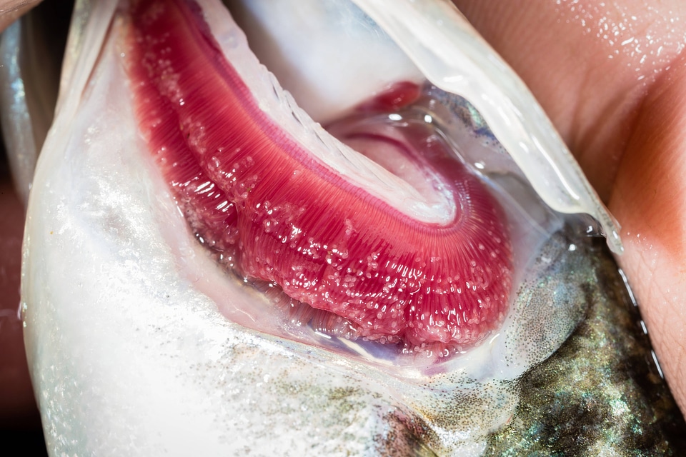 Glochidia on bass gill-1