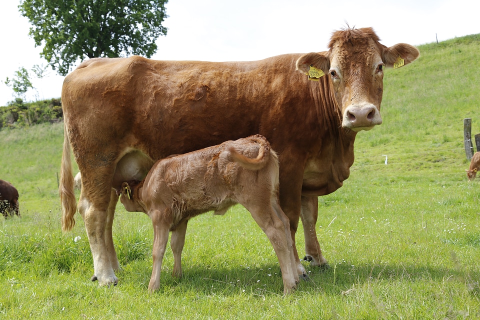 Beef pasture livestock