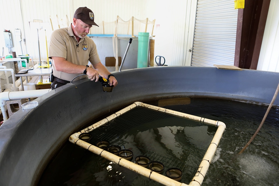 Biologist raises endangered freshwater mussels-1