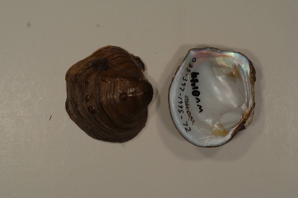 Amphinaias nodulata