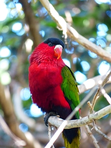 Bird colorful red