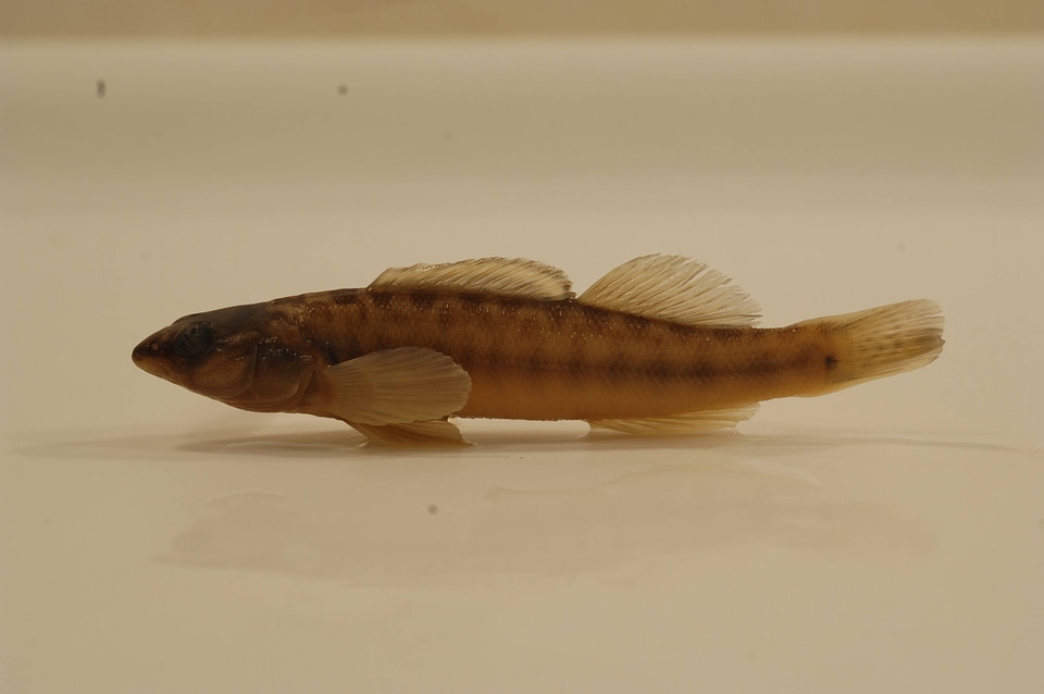 Percina phoxocephala