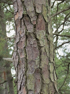 Healthy Loblolly pine bark