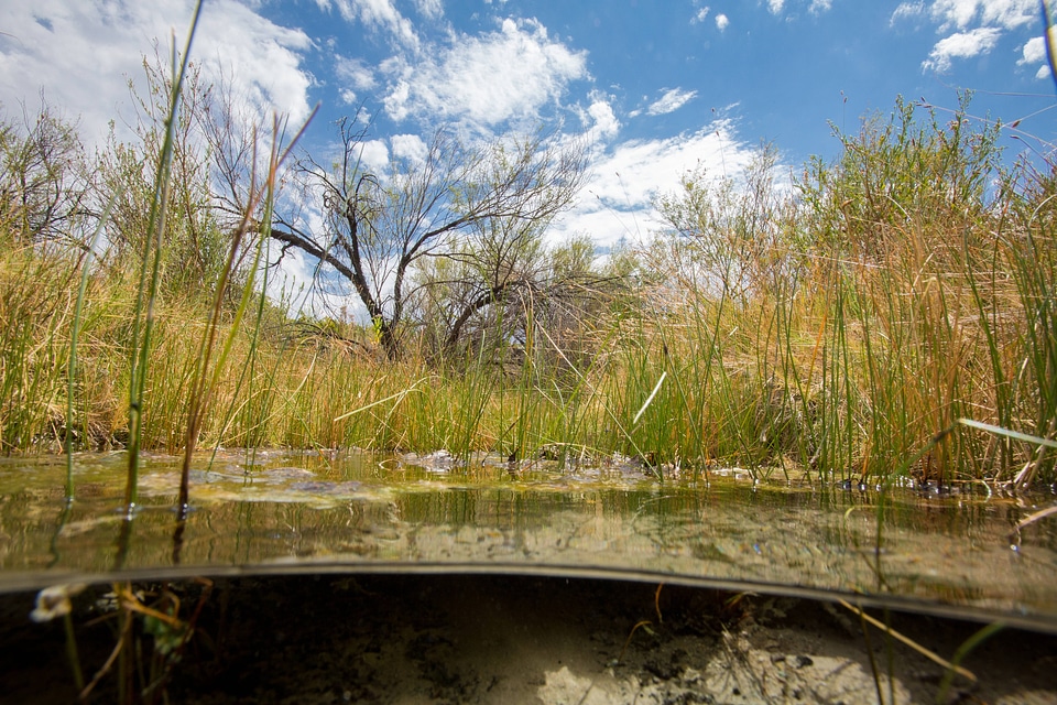 North Scruggs stream at Ash Meadows NWR-1
