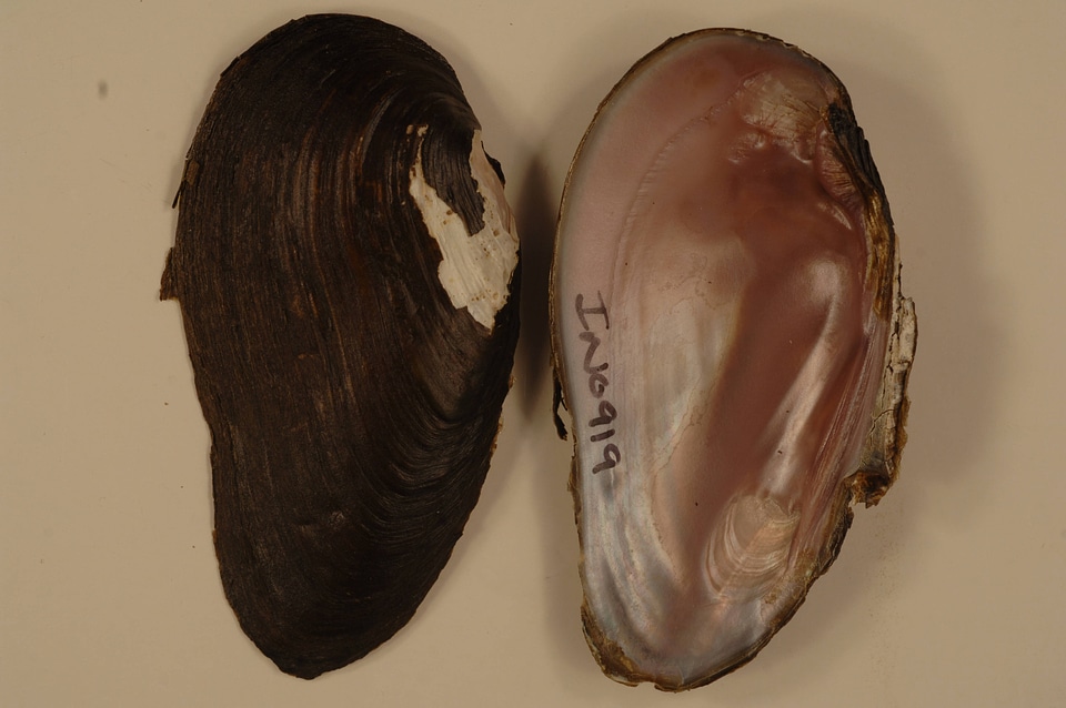 Elliptio dilatata-3