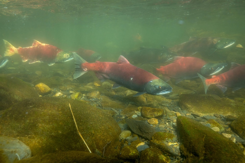 Sockeye Salmon-2