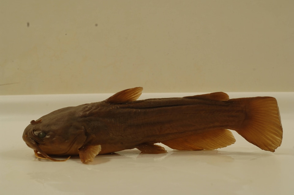 Ameiurus natalis-1