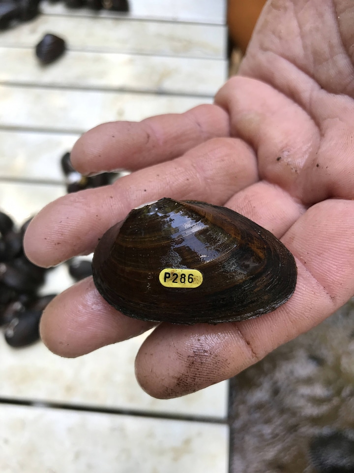Oval pigtoe