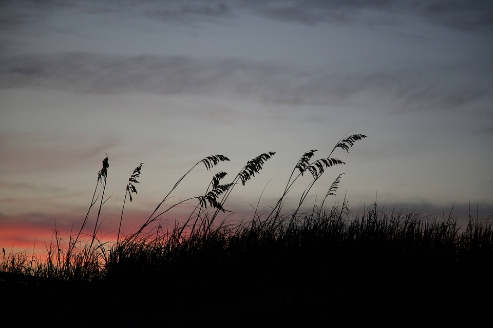 Sea Oats silhouetted by sunset-3