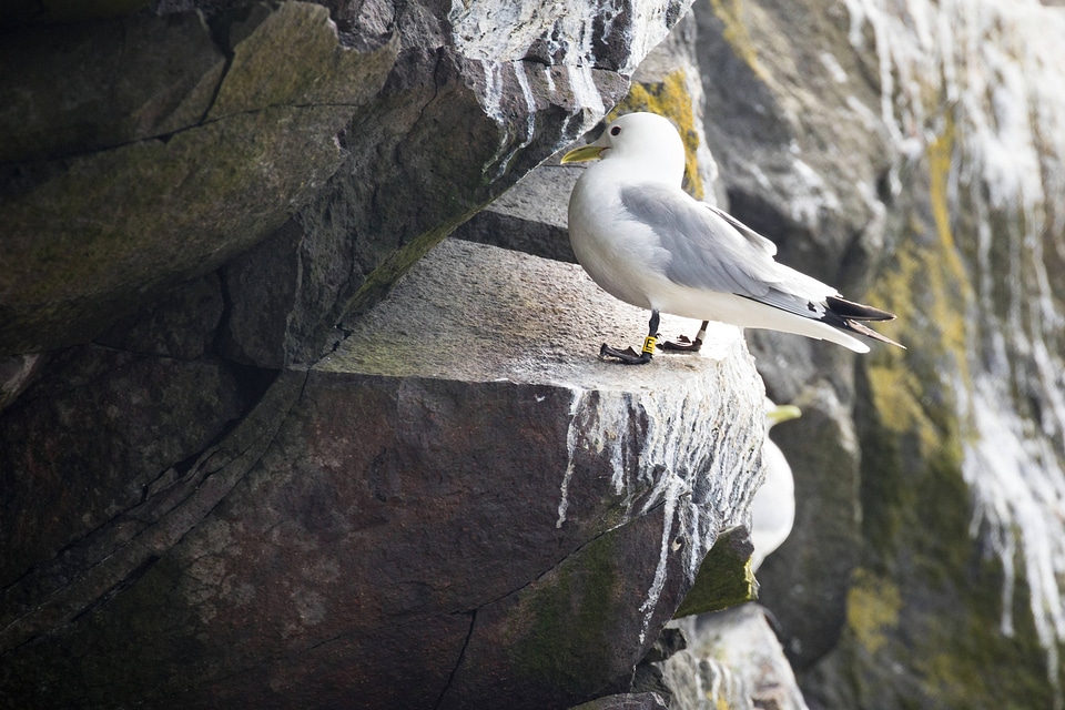 Black-legged kittiwake