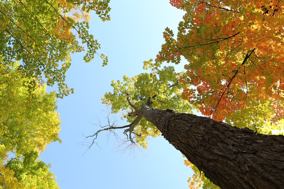 Woods nature autumn