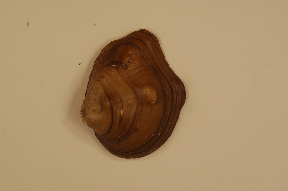 Obliquaria reflexa (outside)-2