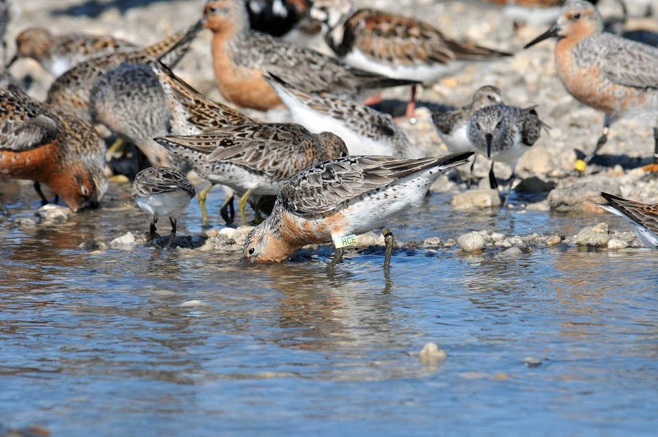 Red Knots in the Water