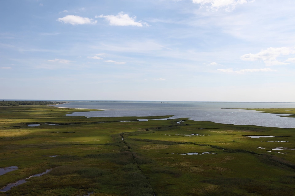 Marsh at Wertheim National Wildlife Refuge