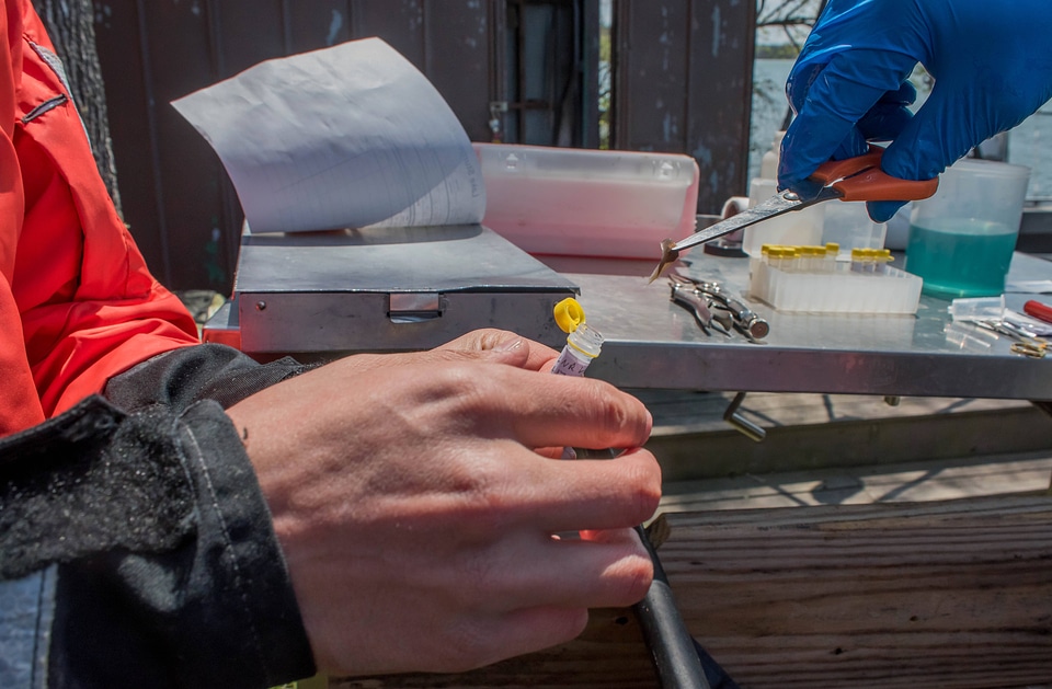 USFWS Fisheries worker takes fin sample from lake sturgeon