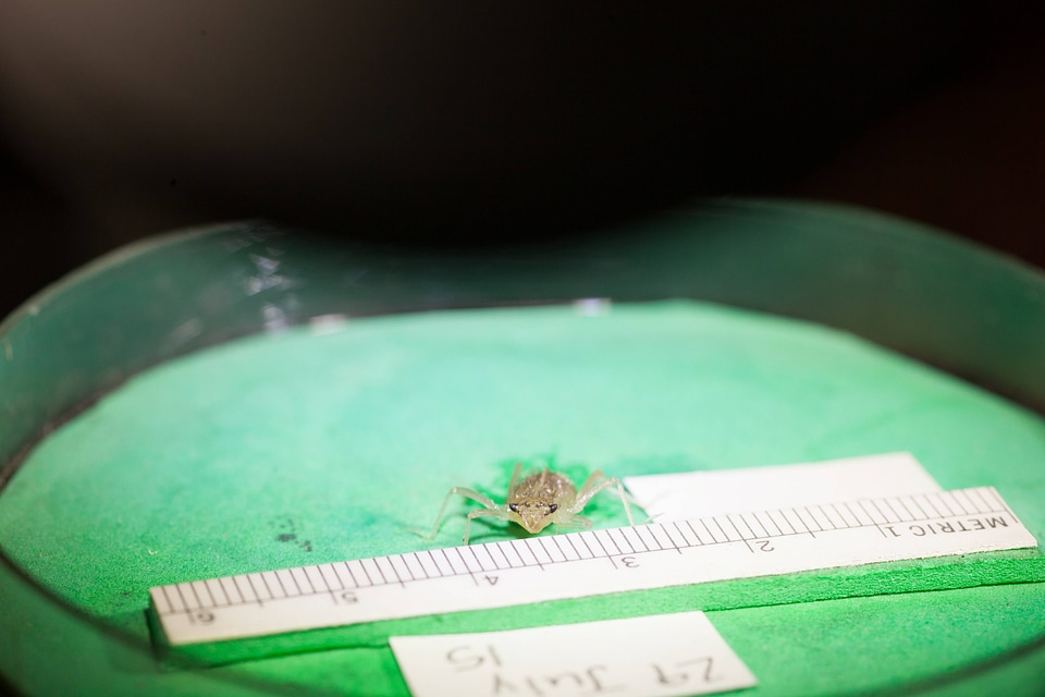 Hine's emerald dragonfly being measured photo