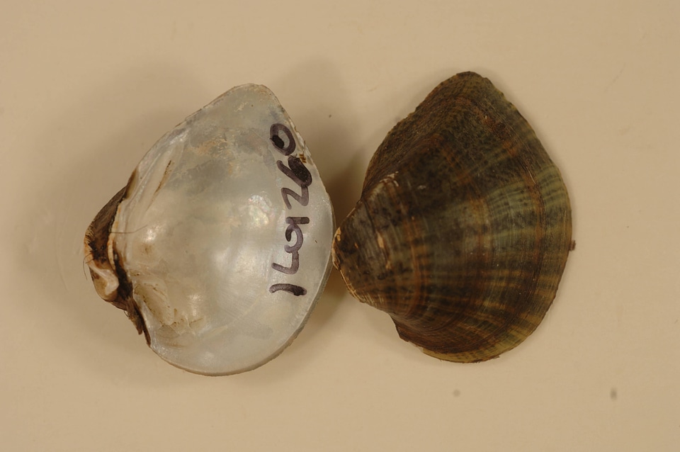 Truncilla truncata-1