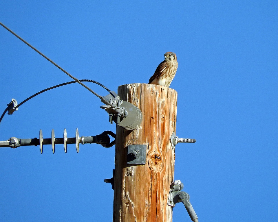 American Kestrel on a post 