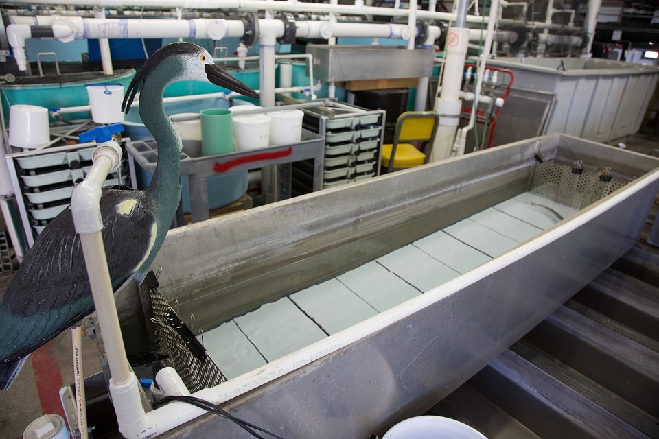 Aquatic research-1