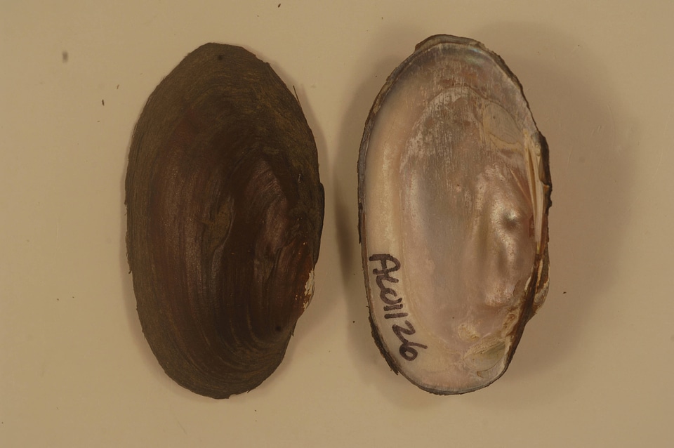 Villosa umbrans-2