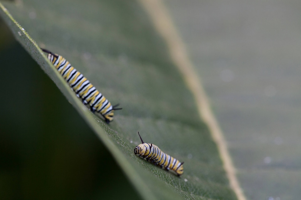Monarch butterfly larvae-1