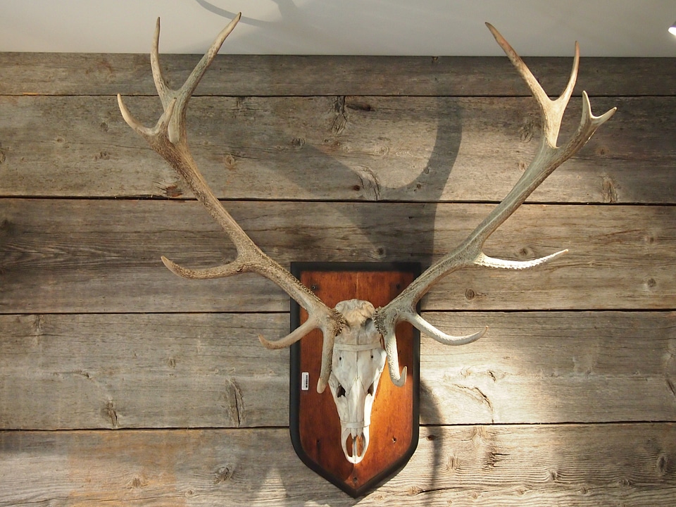 Hirsch hunter house wild