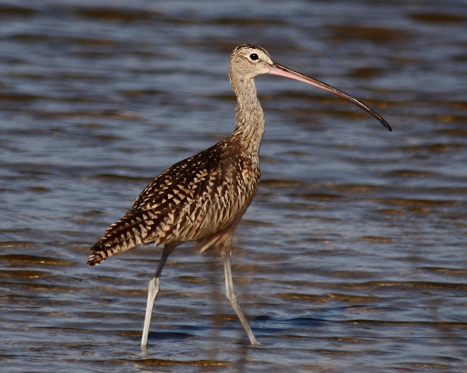 Long-billed curlew