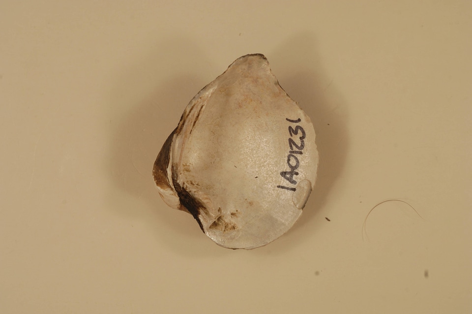 Truncilla truncata (inside)-2