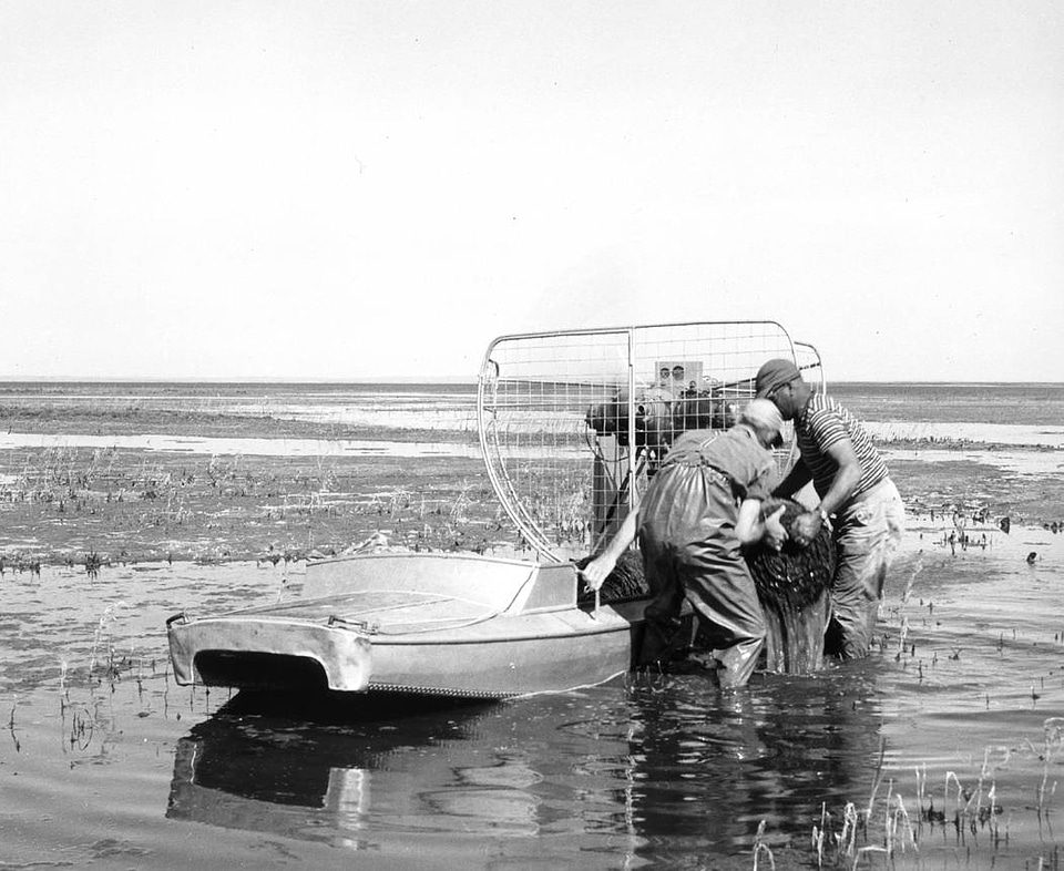 Waterfowl Survey 
