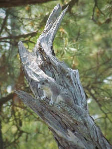 Delmarva Peninsula fox squirrel-1 photo