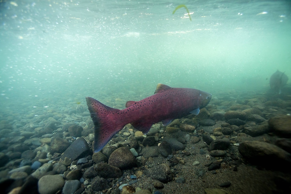Chinook salmon migrating-4