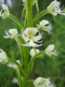 Eastern Prairie Fringed Orchid photo