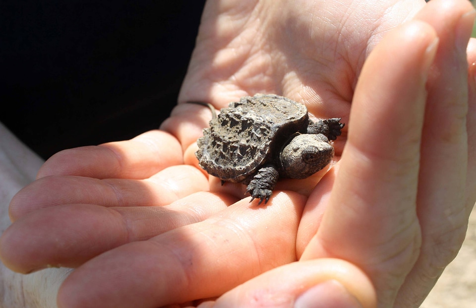 Juvenile Snapping turtle