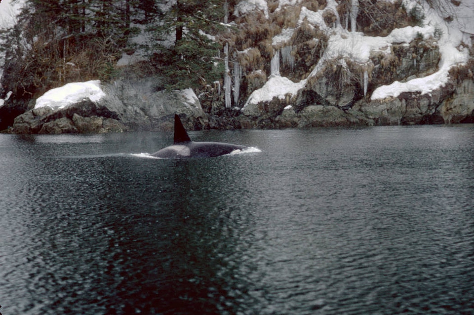 Orca in Prince William Sound