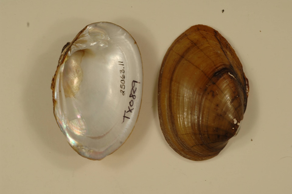 Lampsilis radiata hydiana