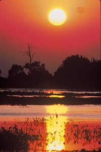 Heron silhouette at sunset photo