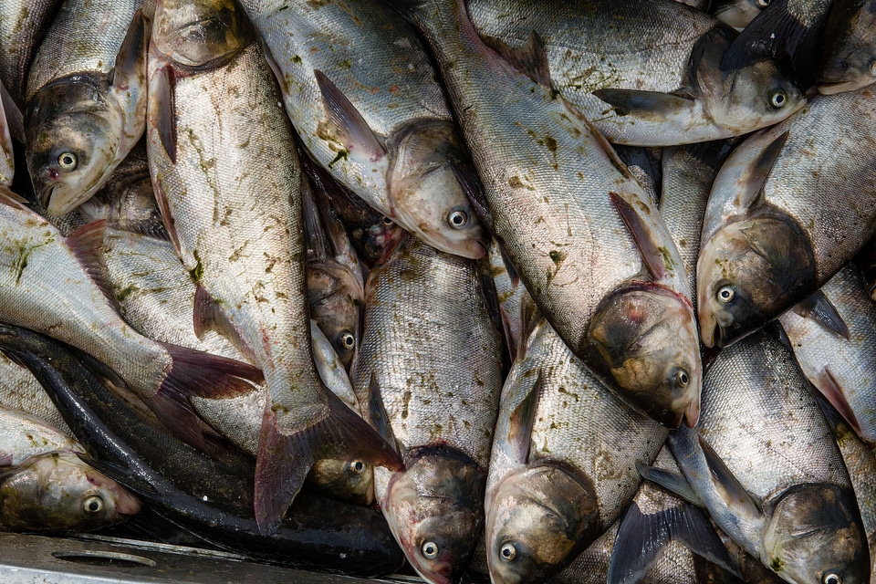 Silver carp caught in the Fox River
