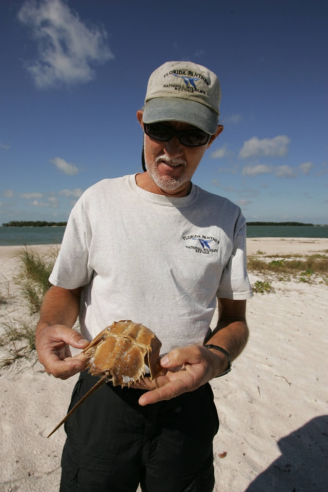 Volunteer holds a Horseshoe crab
