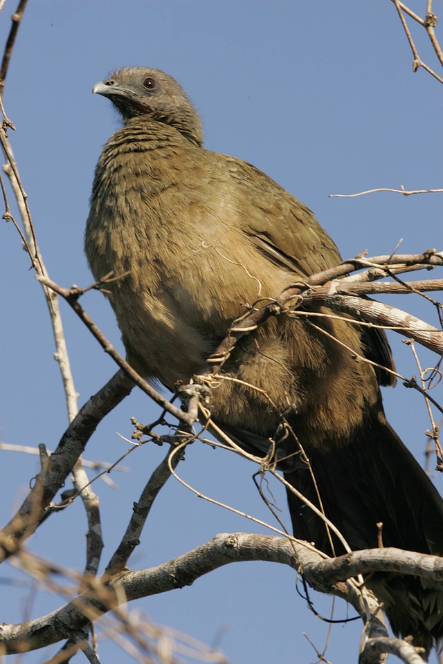 Plain Chachalaca perched on a branch