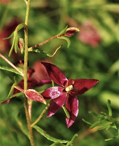 Trailing Krameria 
