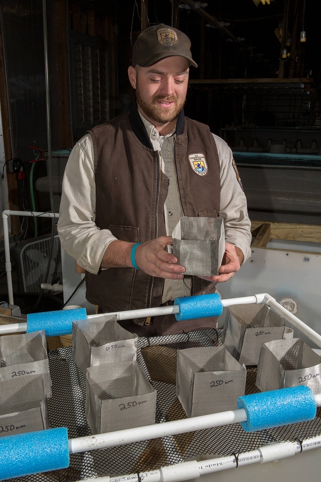 Biologist displays freshwater mussel mesh cages