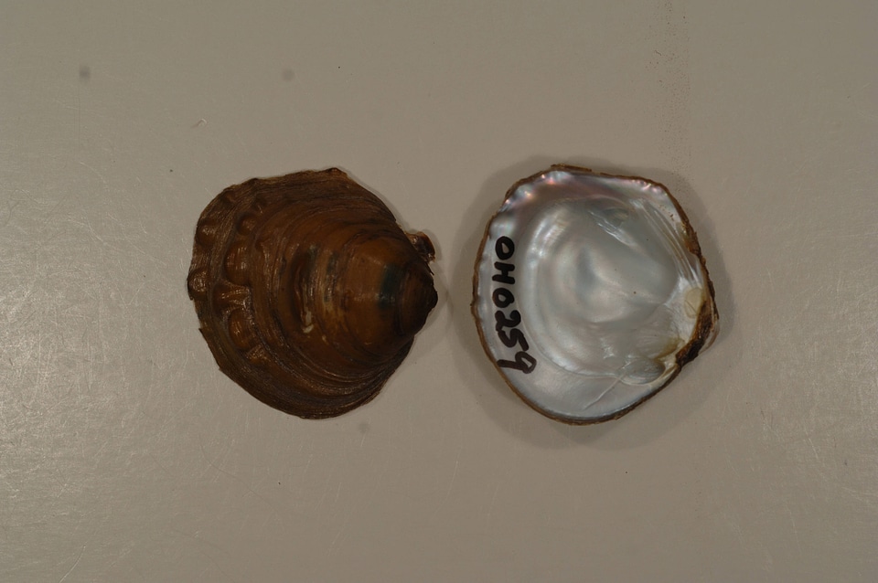 Amphinaias pustulosa-1