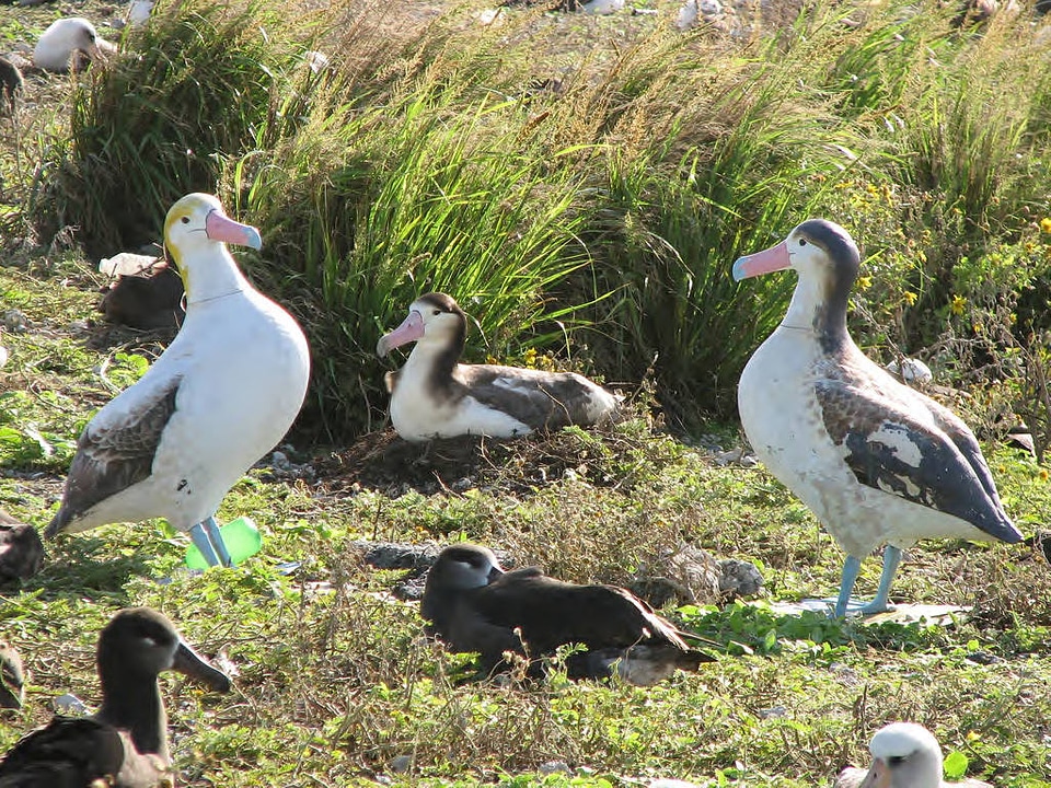 Short-tailed Albatross Nesting at Midway Atoll National Wildlife Refuge photo