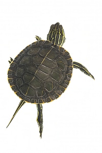 Western Painted turtle swimming