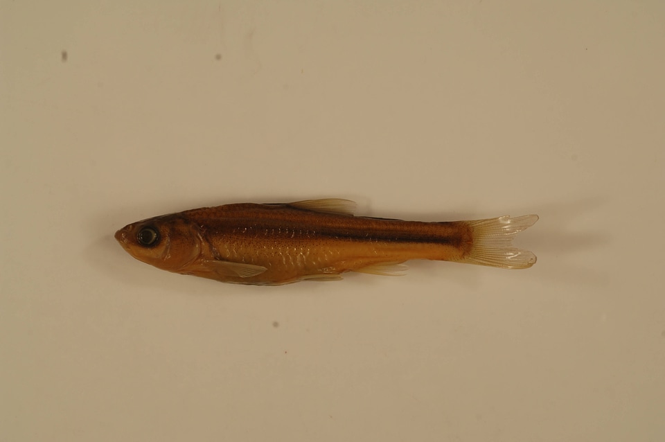 Hybognathus hankinsoni-4