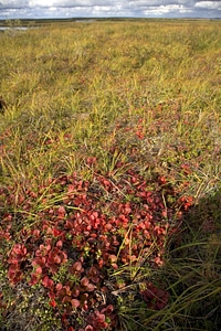 Bearberry leaves give a beautiful shot of vivid color to the landscape