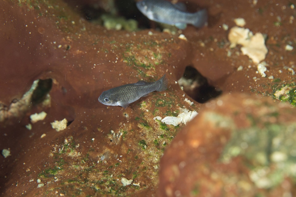 Captive Devils Hole pupfish-1